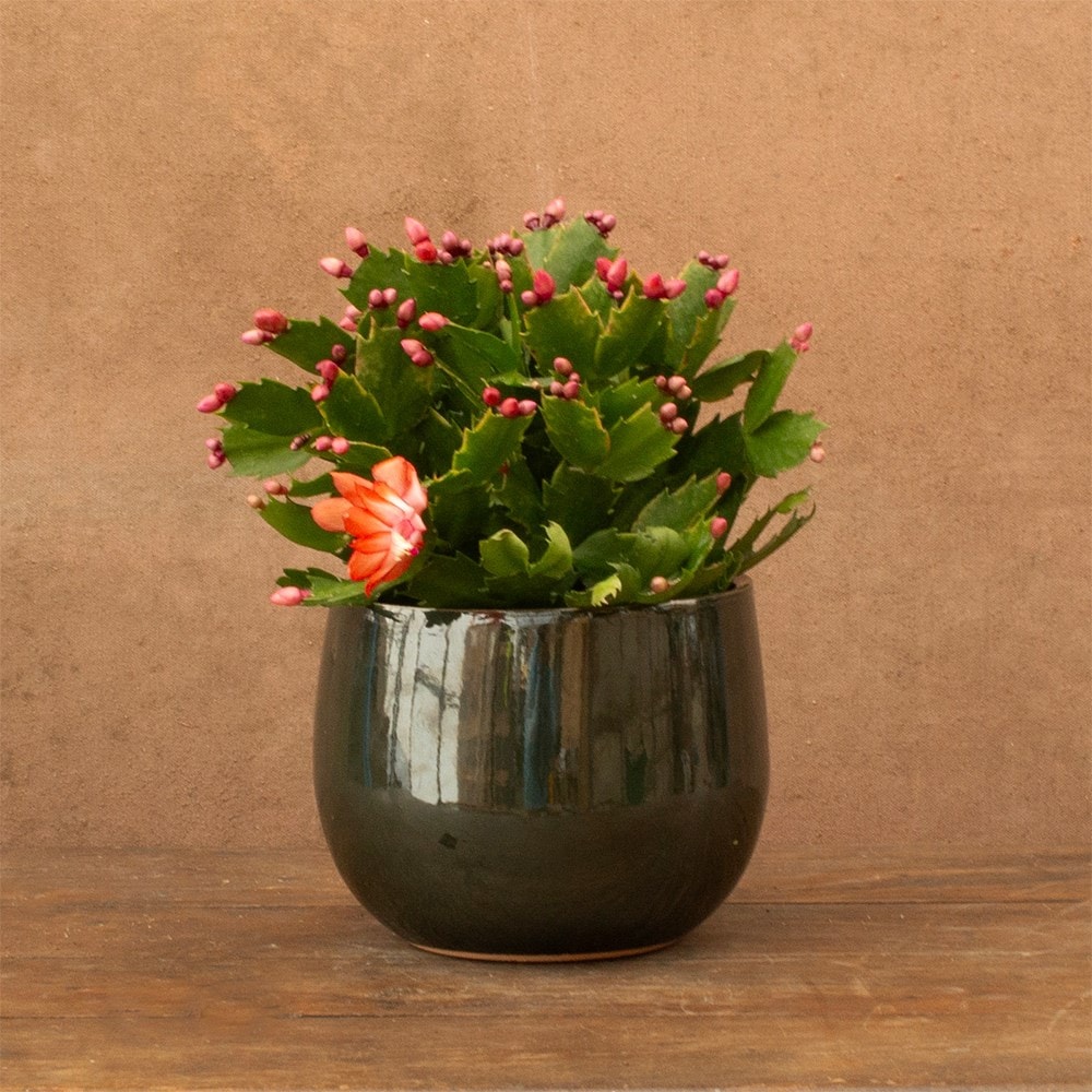 Schlumbergera orange flowered | Houseplant