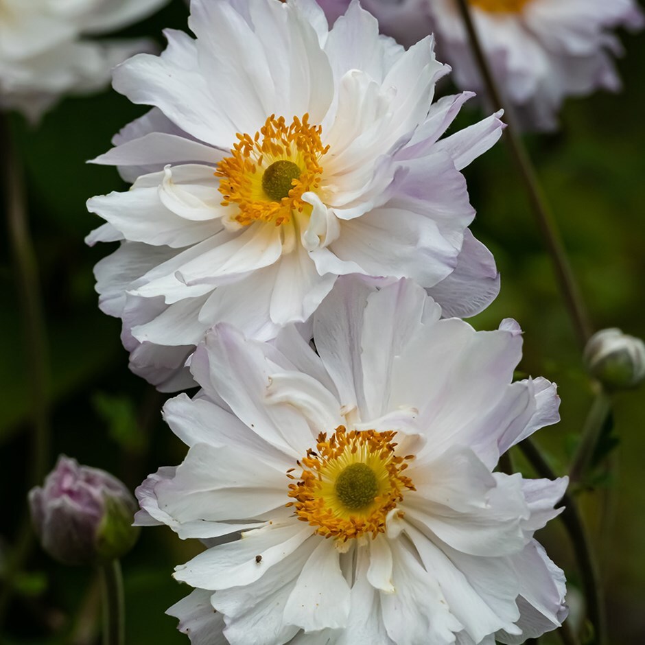 Anemone hupehensis var japonica 'Frilly Knickers' Japanese anemone Frilly  Knickers - saucer-shaped very pale pink double flowers with green centre  Stock Photo - Alamy