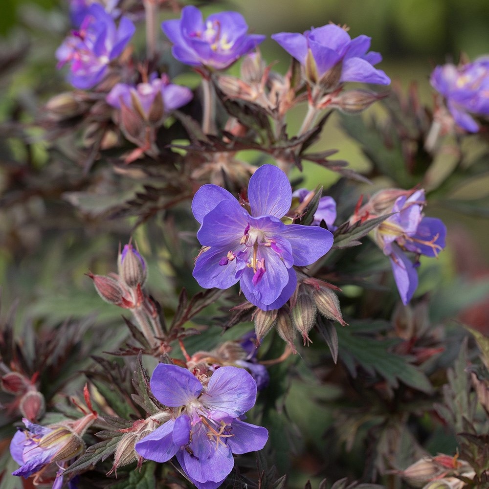 <i>Geranium pratense</i> 'Storm Cloud'