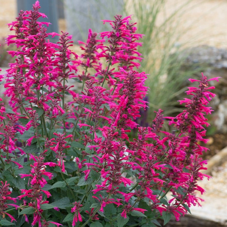 Giant Hyssop (Agastache) 11 Agastache 'Morello'