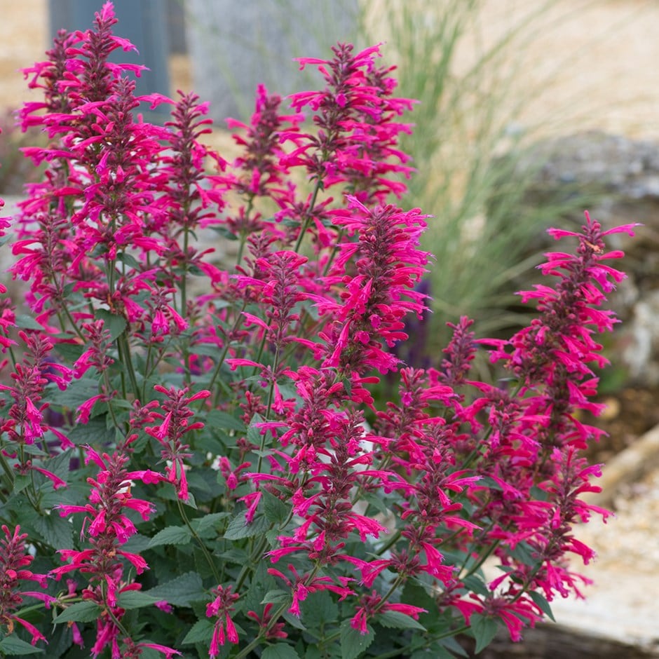 <i>Agastache</i> 'Morello'