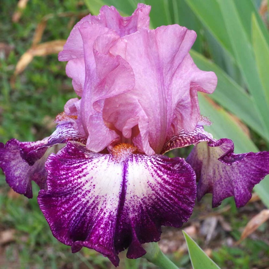 Buy bearded iris Iris 'Framboisine': Delivery by Waitrose Garden