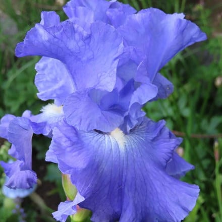 Iris Metolius Blues