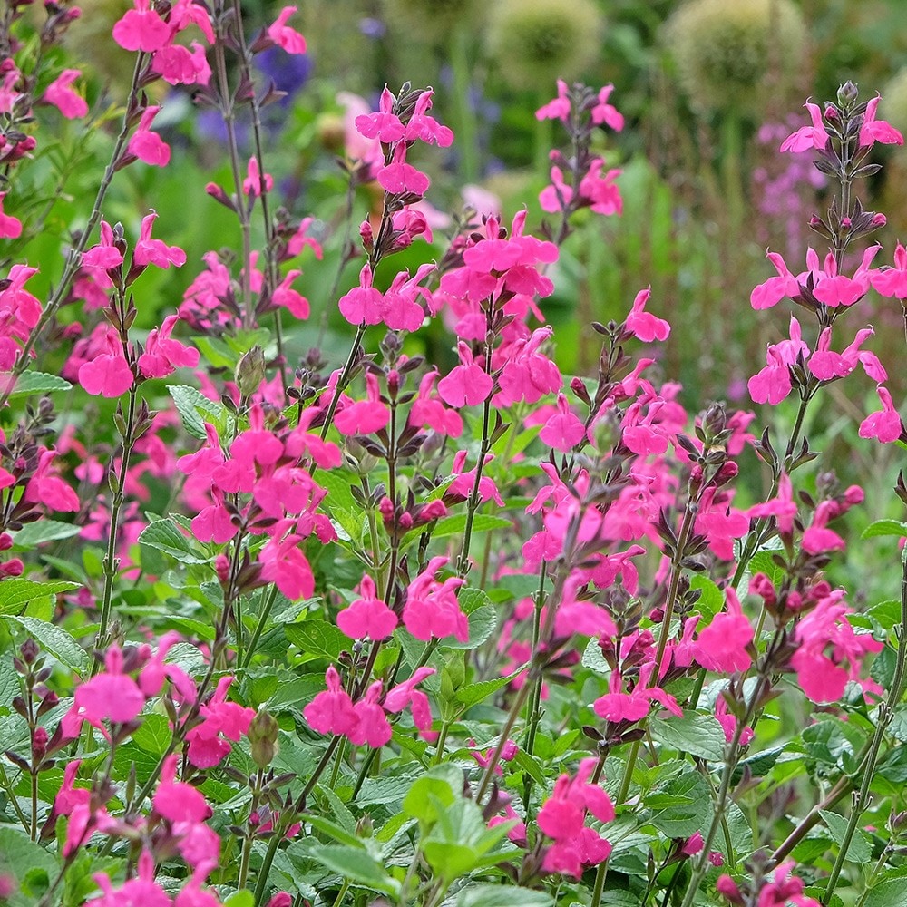 Product options image