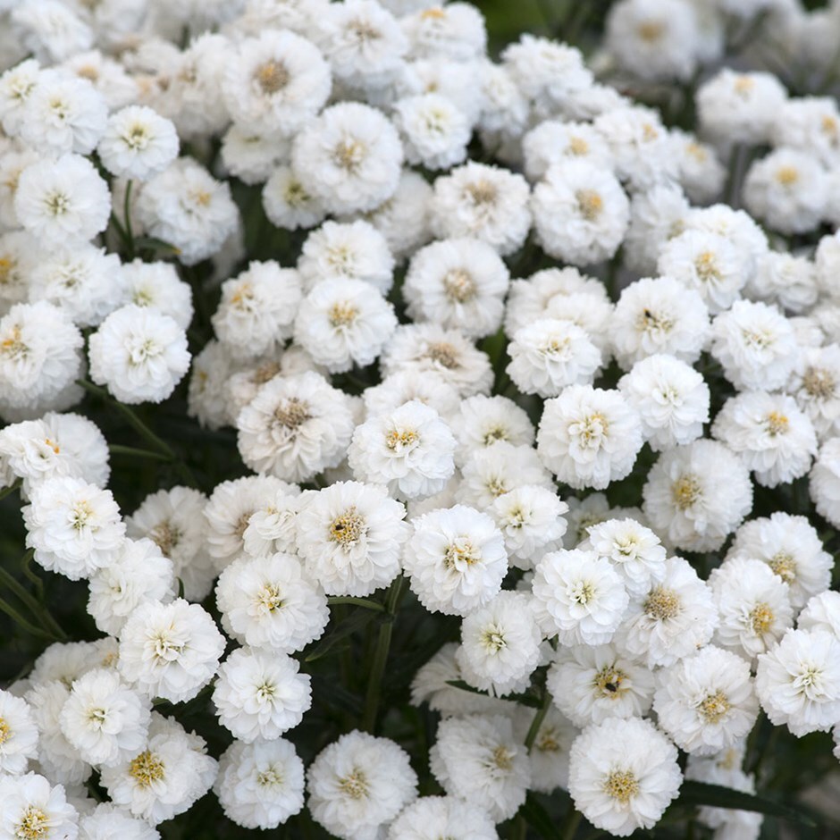 Buy yarrow Achillea ptarmica 'Peter Cottontail': Delivery by Waitrose ...