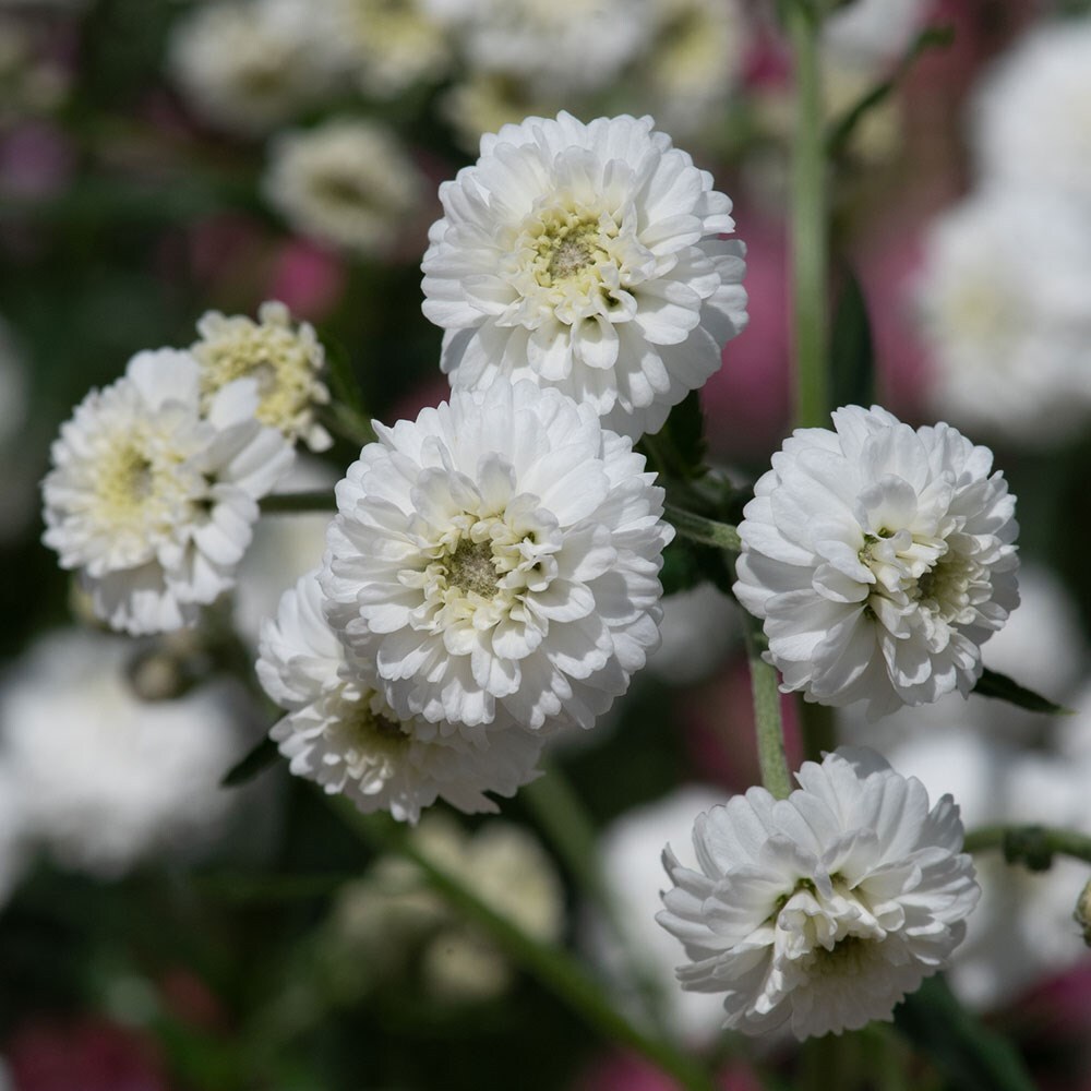 Buy yarrow Achillea ptarmica 'Peter Cottontail': Delivery by Waitrose ...