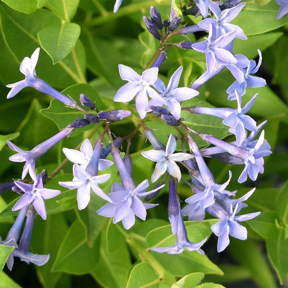 <i>Amsonia</i> 'Blue Ice'