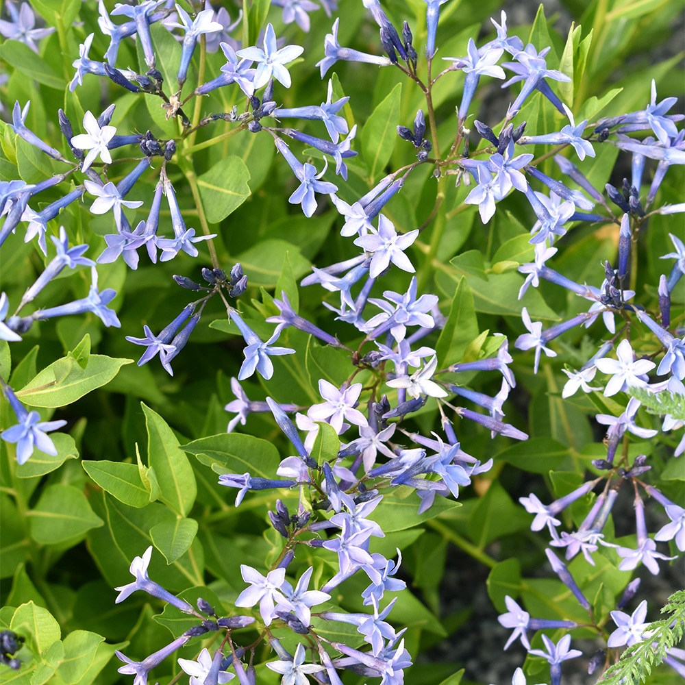 <i>Amsonia</i> 'Blue Ice'
