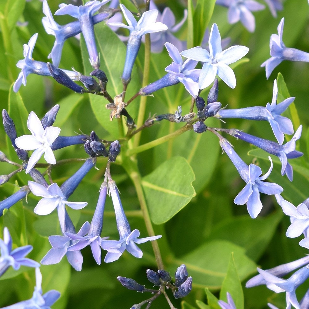 <i>Amsonia</i> 'Blue Ice'