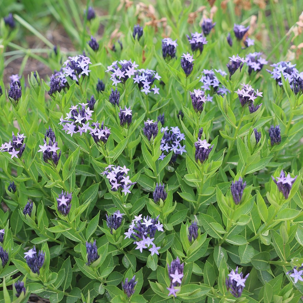 <i>Amsonia</i> 'Blue Ice'