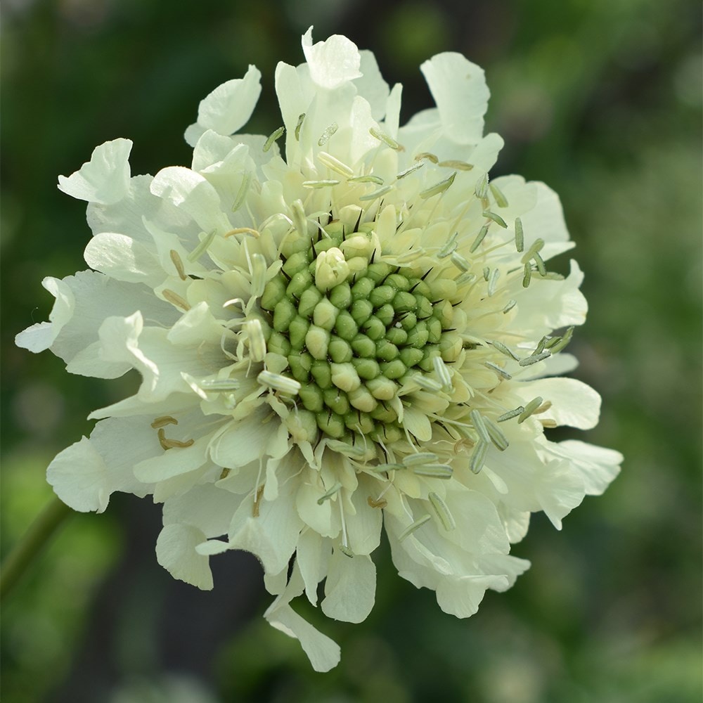 Product options image