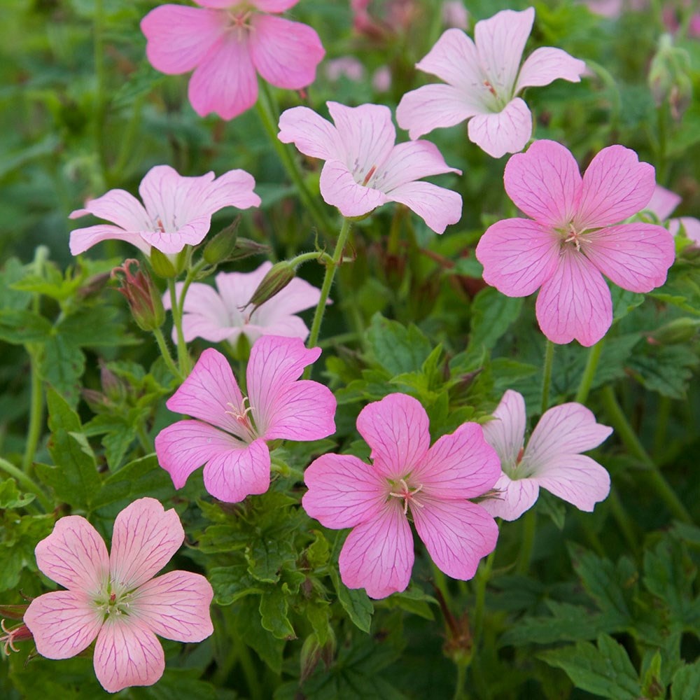 cranesbill