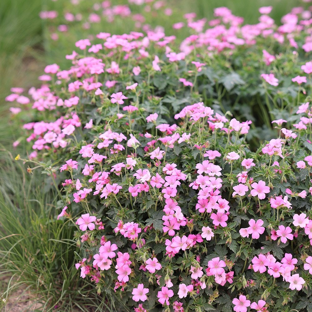<i>Geranium × oxonianum</i> 'Rose Clair'