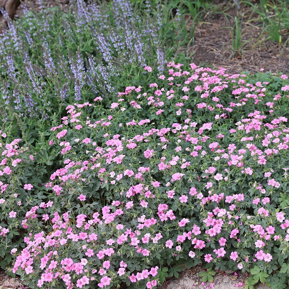 <i>Geranium × oxonianum</i> 'Rose Clair'
