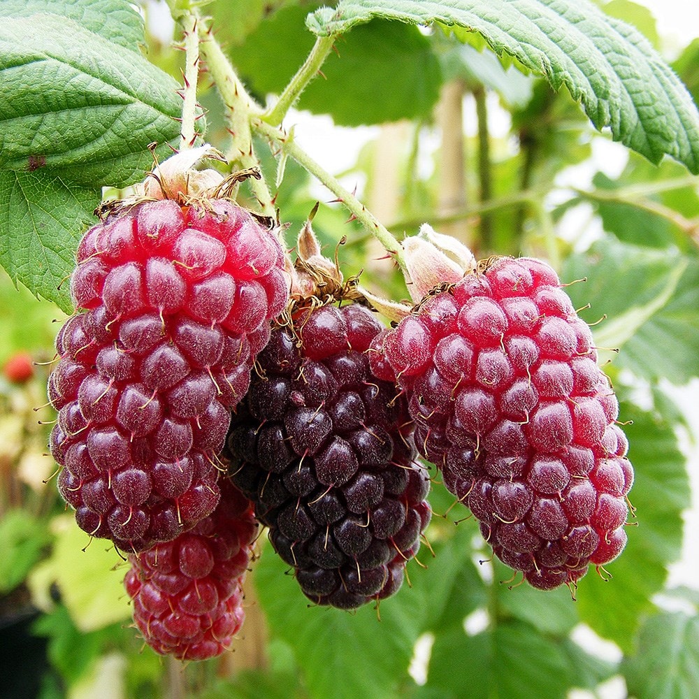 Product options image