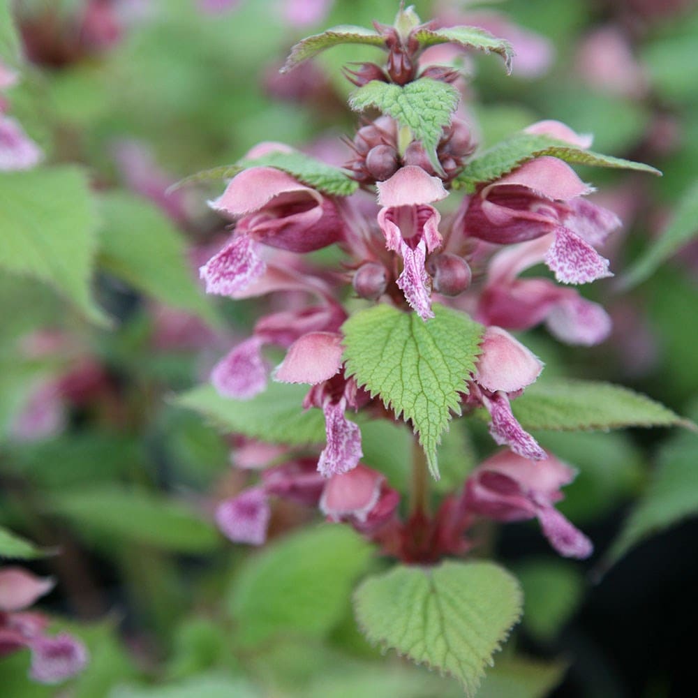 <i>Lamium orvala</i> 