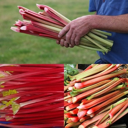 Award-winning rhubarb collection