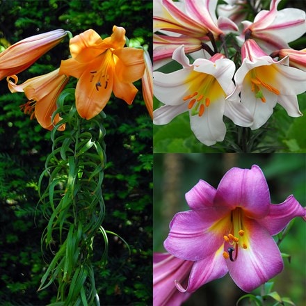 Award-winning lily collection
