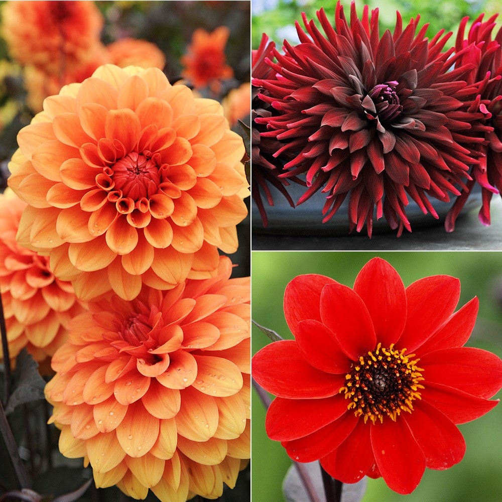 dahlia collection
