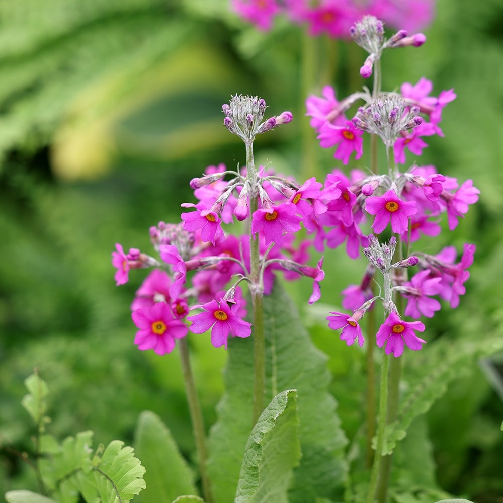 <i>Primula beesiana</i> 