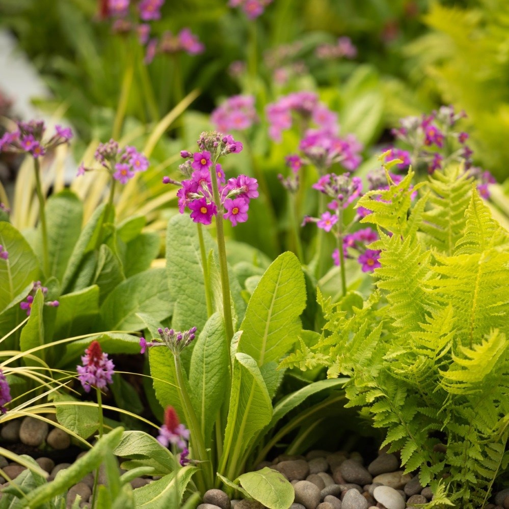 <i>Primula beesiana</i> 
