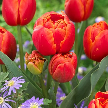 Tulipa Icoon (PBR)