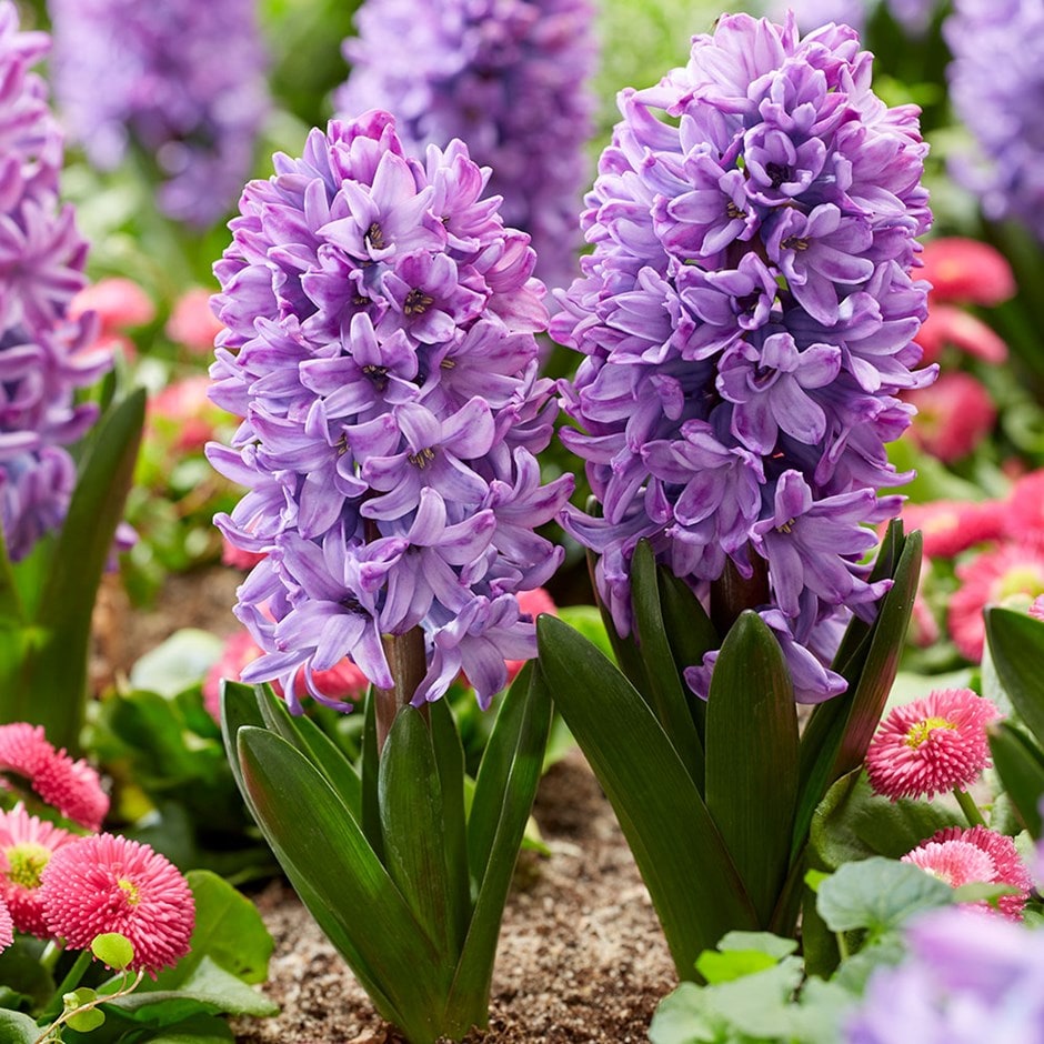Buy hyacinth Hyacinthus orientalis 'Violetti Star': Delivery by ...