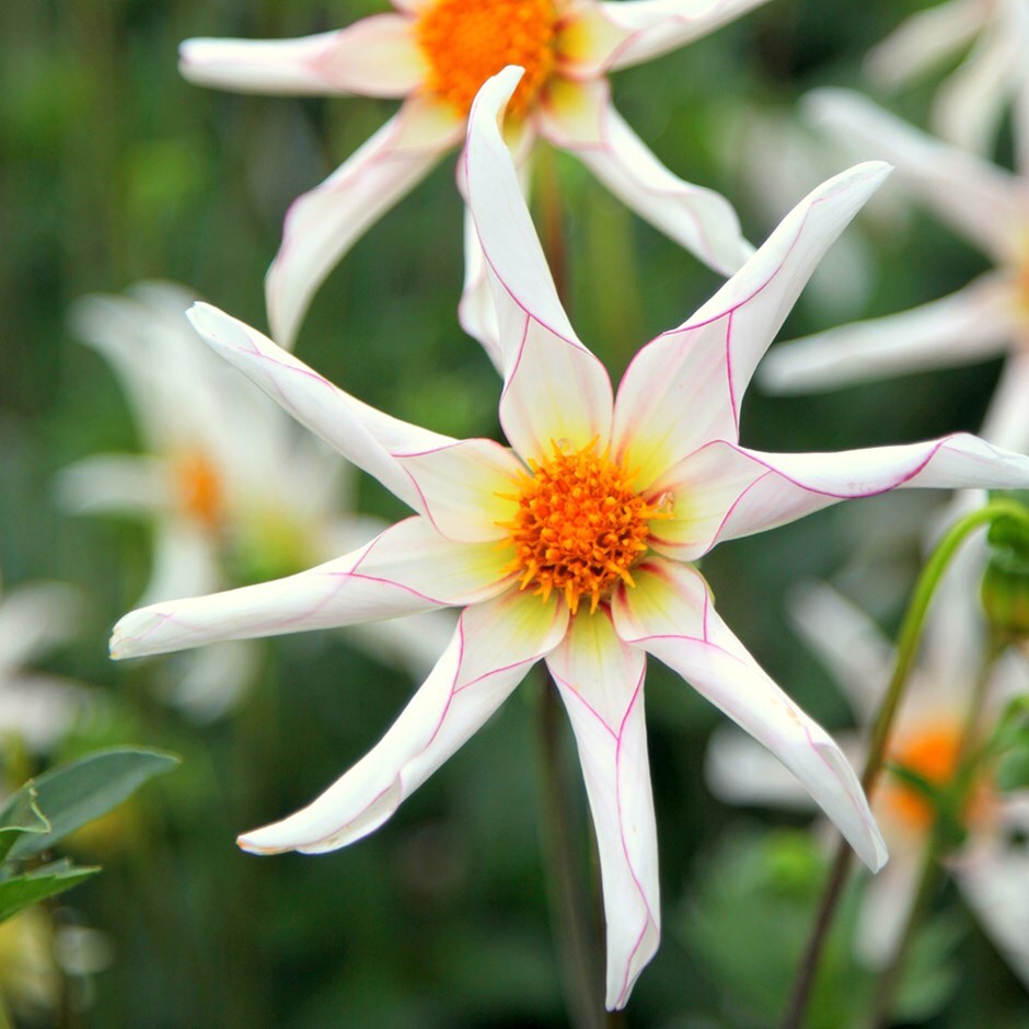 Buy star shaped dahlia Dahlia 'Honka Fragile'