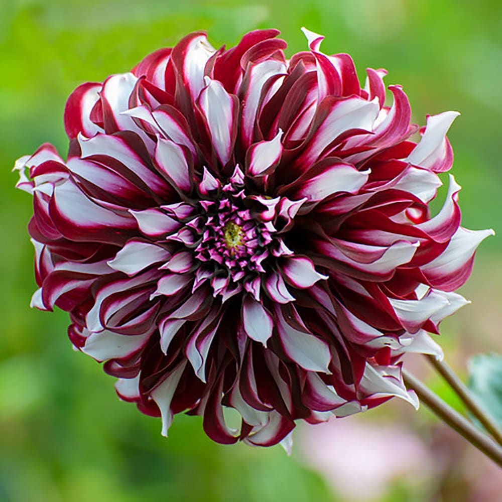 <i>Dahlia</i> 'Tartan'