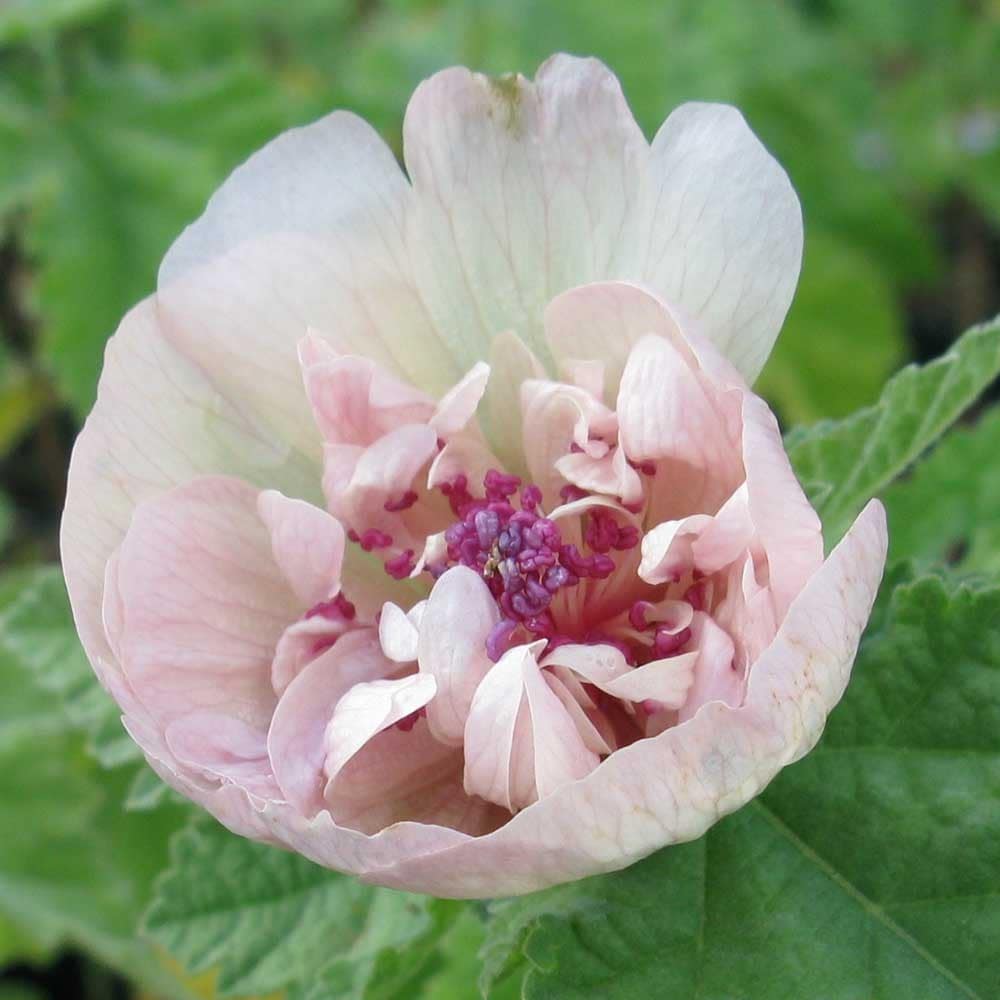 Product options image