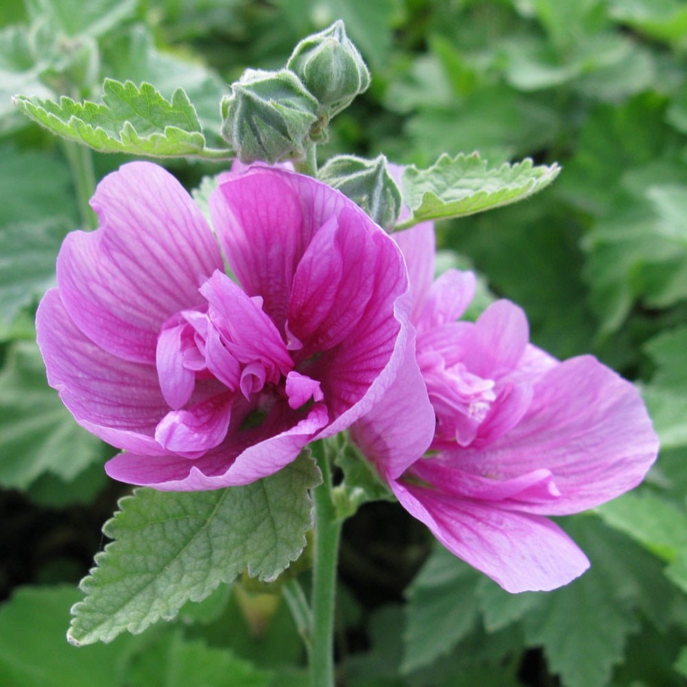 shrubby hollyhock (syn. Alcea)