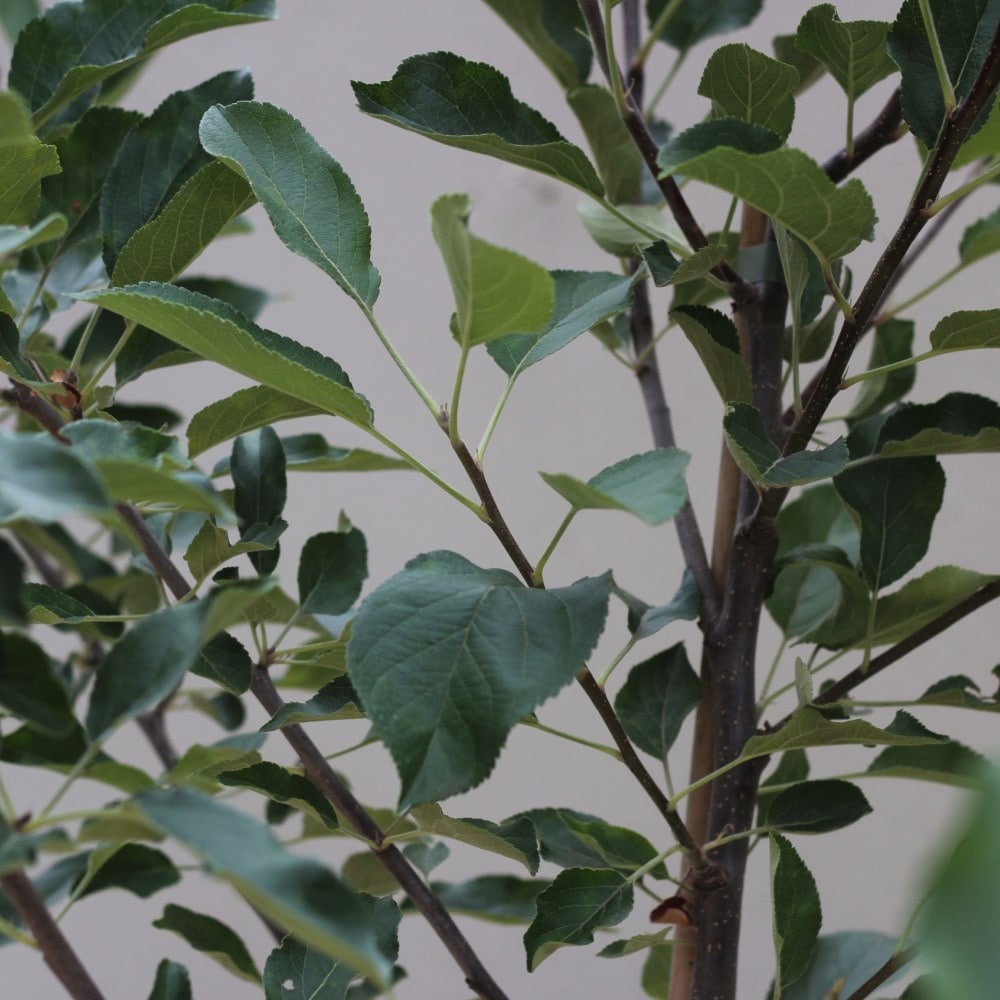 apple 'Elstar'