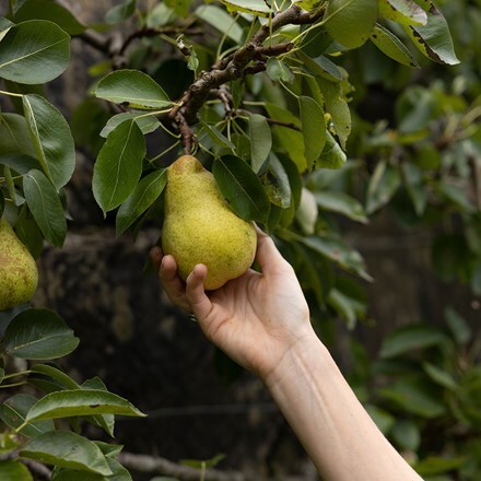 pear William's Bon Chrétien