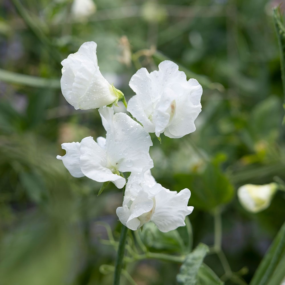 <i>Lathyrus odoratus</i> 'Jilly'