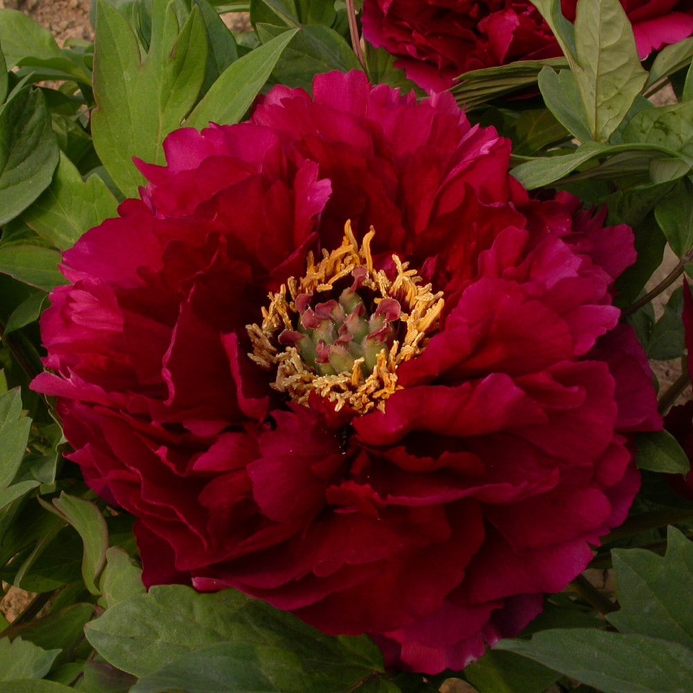 Product options image