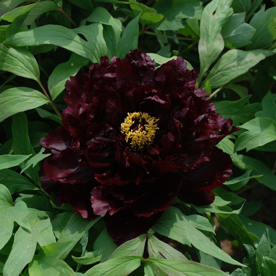 Buy tree peony Paeonia × suffruticosa 'Chu Wu'