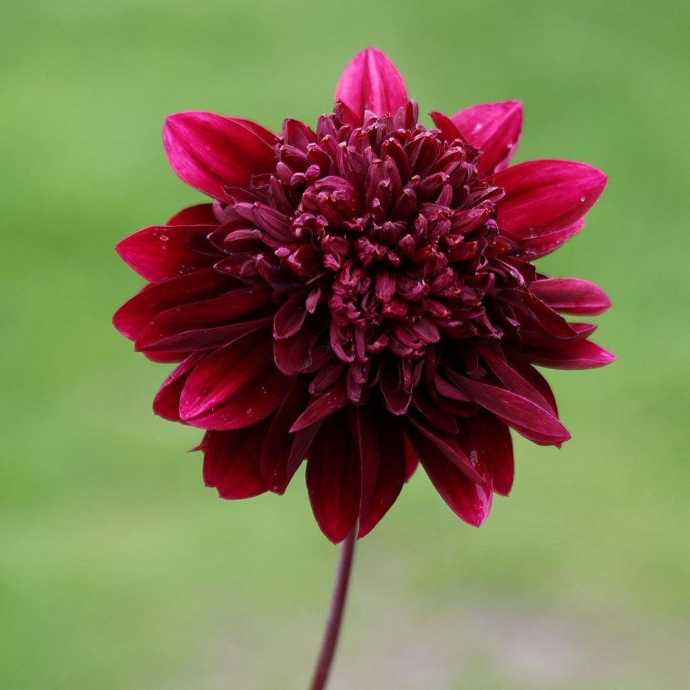 Product options image