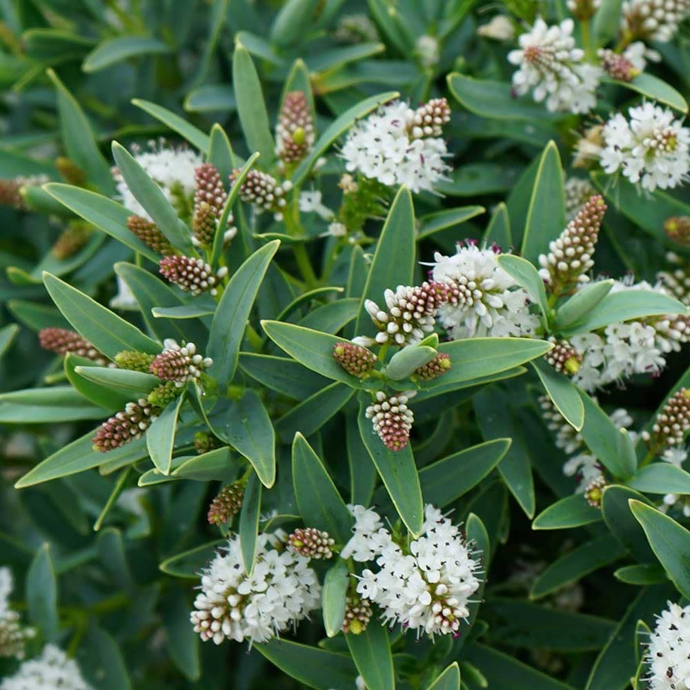 Product options image