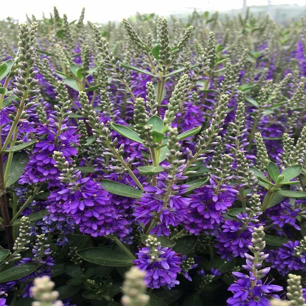 <i>Veronica</i> 'Mohawk'