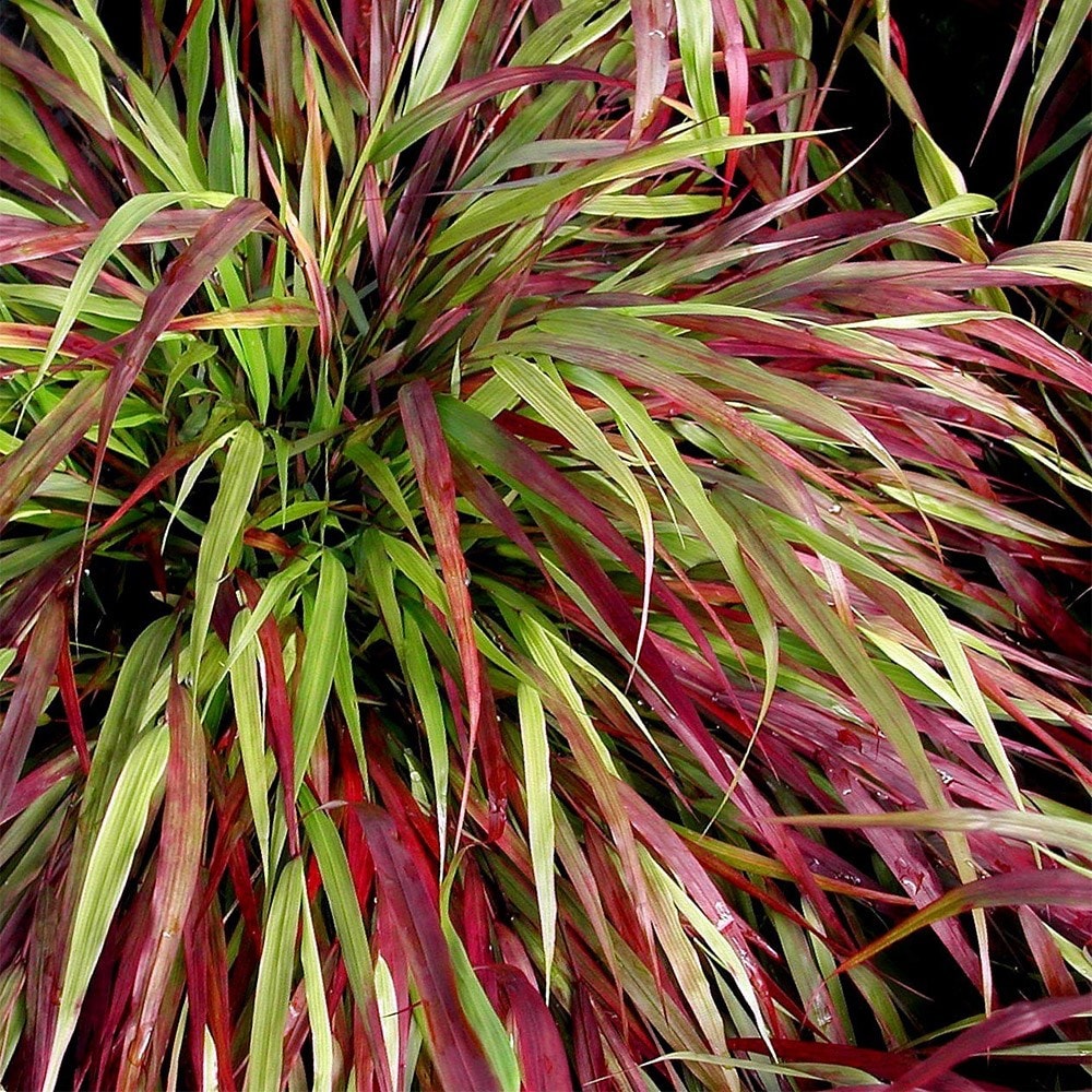<i>Hakonechloa macra</i> 'Beni-kaze'