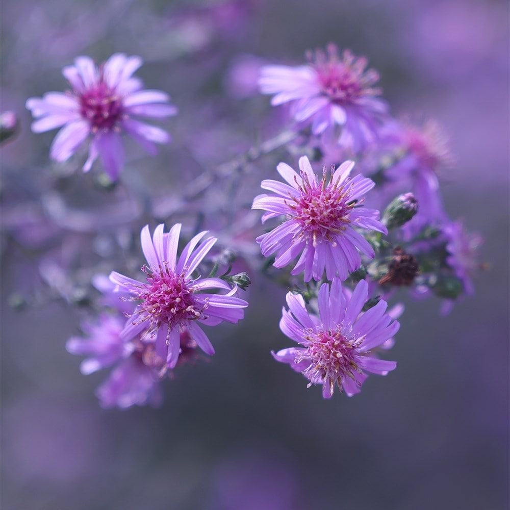 <i>Symphyotrichum</i> 'Coombe Fishacre'
