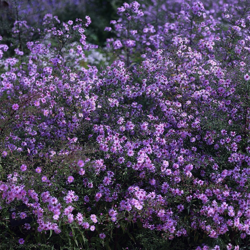 <i>Symphyotrichum</i> 'Coombe Fishacre'