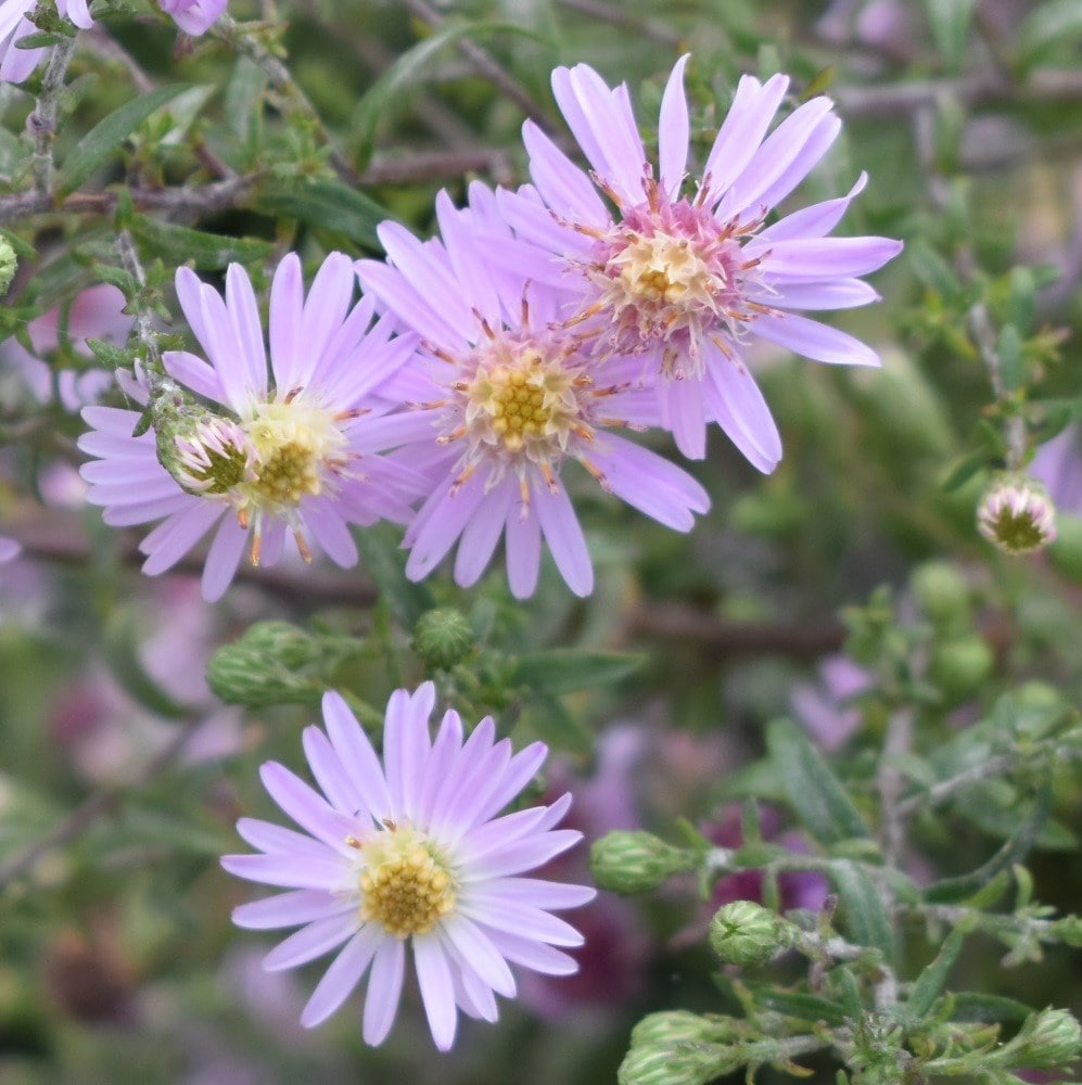 <i>Symphyotrichum</i> 'Coombe Fishacre'