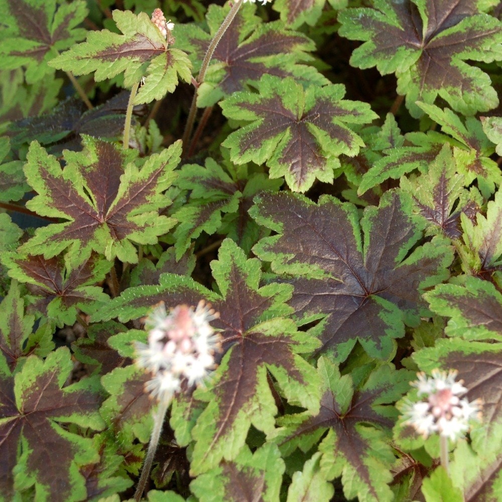 <i>Tiarella</i> 'Sugar and Spice' (PBR)