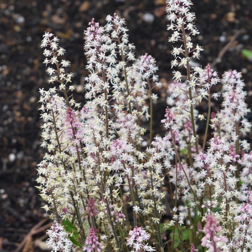 <i>Tiarella</i> 'Sugar and Spice' (PBR)