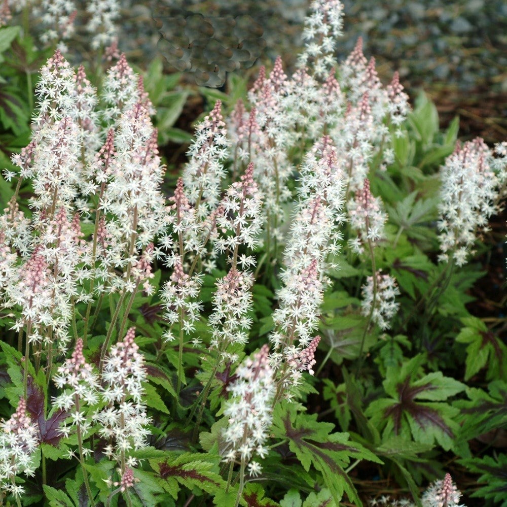 <i>Tiarella</i> 'Sugar and Spice' (PBR)