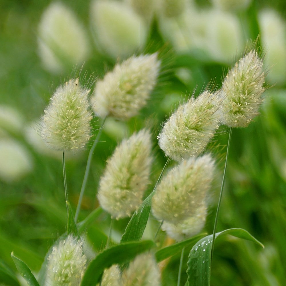 Product options image