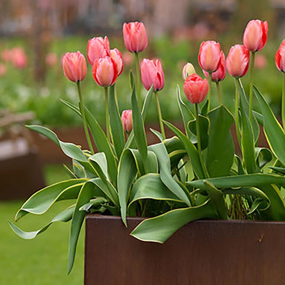 <i>Tulipa</i> 'Design Impression'