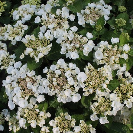 Hydrangea macrophylla Teller White