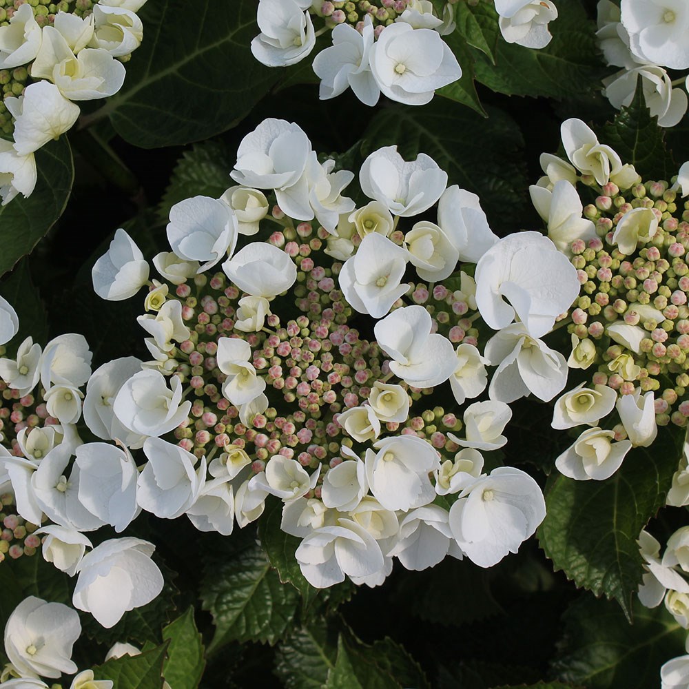 <i>Hydrangea macrophylla</i> 'Teller White'